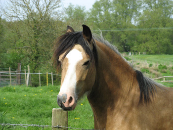 Picture of another horse in Bournemouth, Dorset