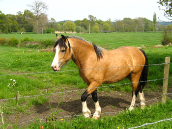 Picture of a horse in Bournemouth, Dorset