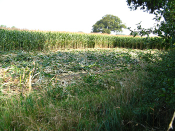 Vandalism on Holdenhurst Farm Bournemouth Dorset 1