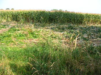 Vandalism on Holdenhurst Farm Bournemouth Dorset 2